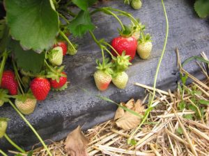 Strawberry Clerics Descriere Varietate Comentarii foto Plantarea și îngrijirea unei grădinițe, varietale