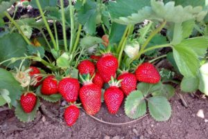 Strawberry Clerics Descriere Varietate Comentarii foto Plantarea și îngrijirea unei grădinițe, varietale