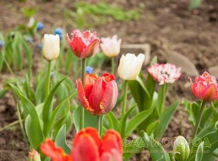 Floare de flori în grădină și la cabană