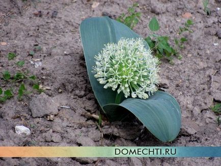 Flori și grădini de flori în țară, flori de primăvară, flori de fotografii, case de vis