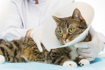 Коли краще робити стерилізацію кішки вік для кастрації, сайт «мурло»