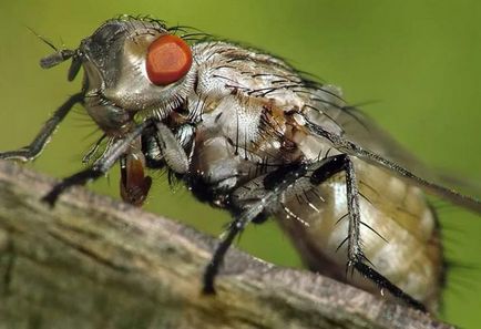 Când să plantezi varză pe răsadurile din Siberia