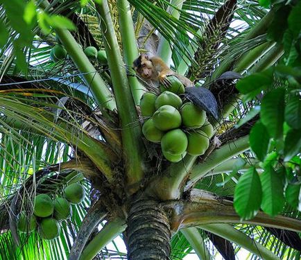 Ulei de nucă de cocos de presare la rece de kang tai - recenzii, fotografii și preț