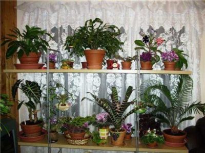 Cserepes növények a hálószobában, a napos oldalon
