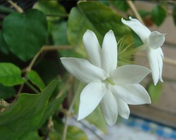 Îngrijirea florilor de iasomie interioară, articole despre grădina noastră