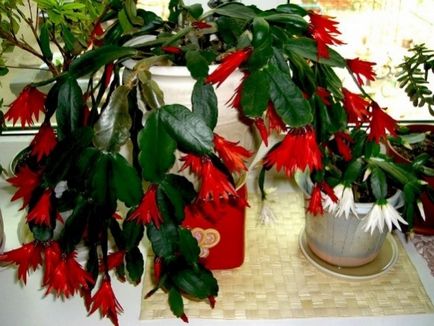 Кімнатна рослина - різдвяне дерево - родзинка вашого будинку