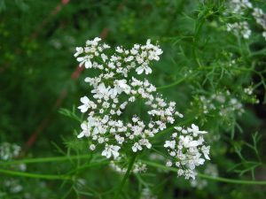 Coriandru, cilantro și rețete de gătit cu diabet zaharat