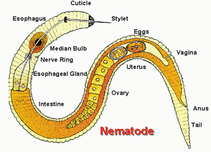 Hrană pentru prăjit, nematodele de reproducere acasă