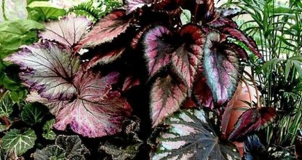 Royal begonia, reproducerea begonia la domiciliu