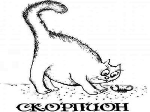 Cat scorpion