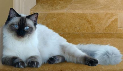 Кішки породи регдолл фото, опис породи і особливості характеру