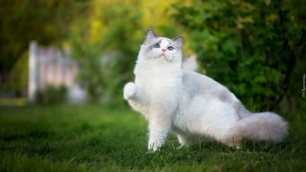 Кішки породи регдолл фото, опис породи і особливості характеру