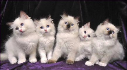 Pisicile din rasa ragdoll, descrierea rasei și caracteristicile personajului