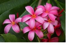 Cosmetica cu frangipani