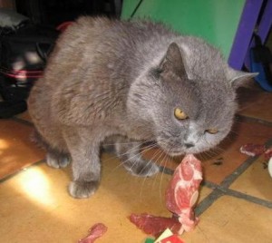 Sphynx hrănirea și îngrijirea pisicilor pentru copii - Don Sphynx șobolan
