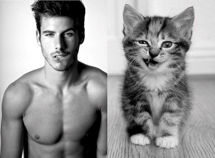 Pisici împotriva modelelor de bărbați