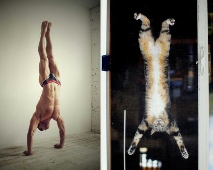 Macska vs férfi (ii) (férfi) Macska vs férfi (ii)