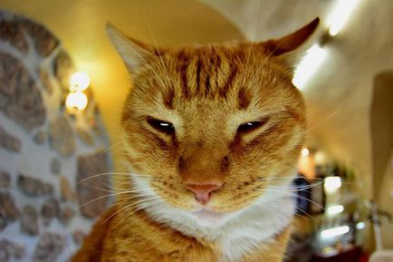 Кот сер Филимон - символ Виборзького замку 15 фото - xoxo - ми продовжуємо життя)