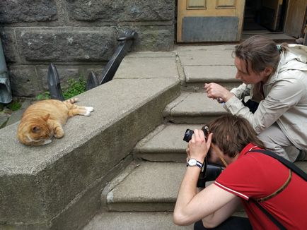 Кот сер Филимон - символ Виборзького замку 15 фото - xoxo - ми продовжуємо життя)
