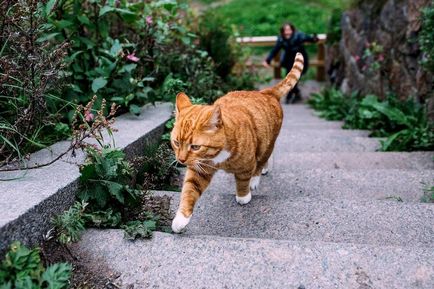 Cat Sir Filimon - un simbol al castelului Vyborg 15 fotografii - xoxo - prelungim viata)