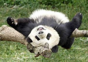 До прем'єри кунг-фу панда 2 про панд - як намалювати гігантську панду