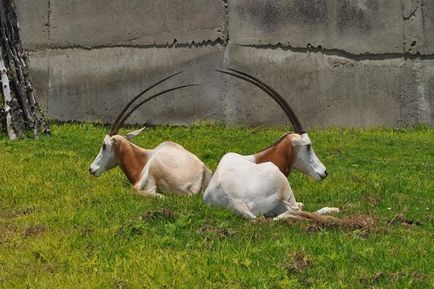 Animale frumoase, lăsate numai în grădini zoologice, apărător curajos