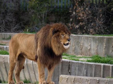 Красиві тварини, що залишилися тільки в зоопарках, brave defender