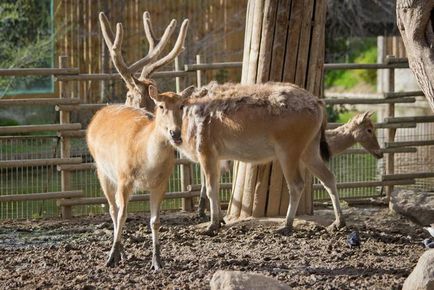 Animale frumoase, lăsate numai în grădini zoologice, apărător curajos