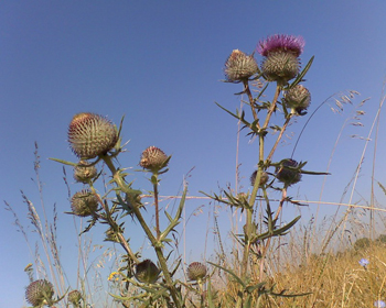 Frumoasa buruiană - ciulinul sau ciulinul în natură și pe patul de flori - un ciulin în grădina dvs. - floral