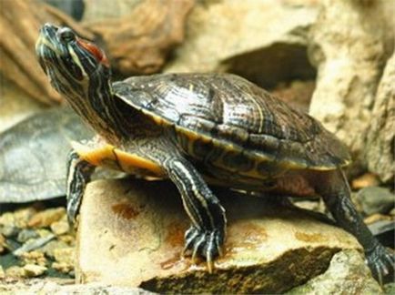 Broască țestoasă roșie cum să aibă grijă acasă
