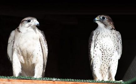 Krechet (falco rusticolus) descriere, fotografie, voce, fapte interesante