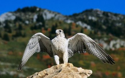 Krechet (falco rusticolus) descriere, fotografie, voce, fapte interesante