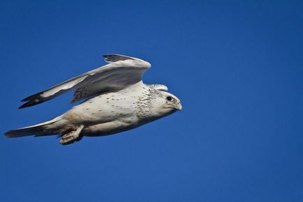 Krechet (falco rusticolus) descriere, fotografie, voce, fapte interesante