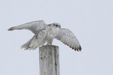 Krechet (falco rusticolus) descriere, fotografie, voce, fapte interesante