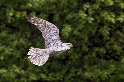 Krechet (falco rusticolus) descriere, fotografie, voce, fapte interesante