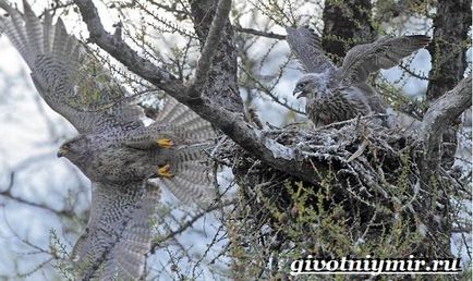 Pasărea Gyrfalcon