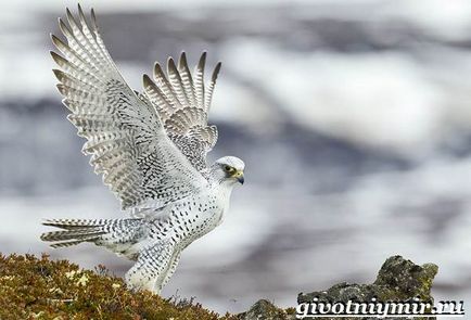 Pasărea Gyrfalcon