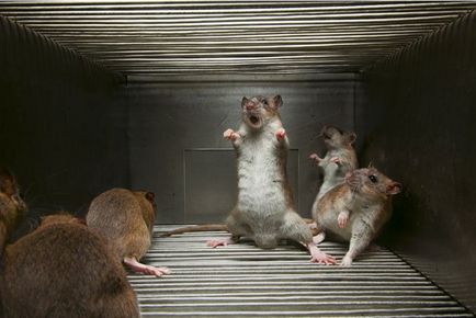 Rat lup - cel mai groaznic lucru pe care un șobolan poate întâlni - speriatori cu ultrasunete