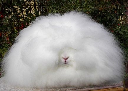 Кролик ангорський пуховий - опис і зміст породи (фото)