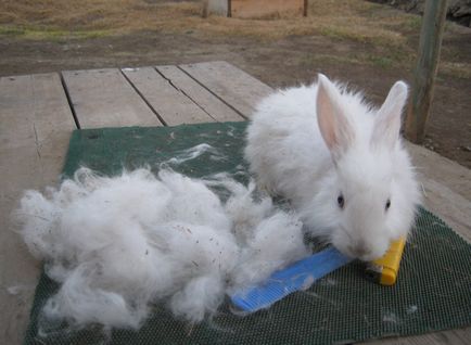 Кролик ангорський пуховий - опис і зміст породи (фото)