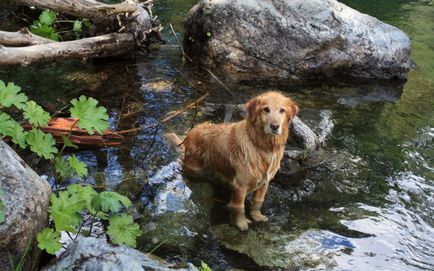Câini de scăldat în apă deschisă