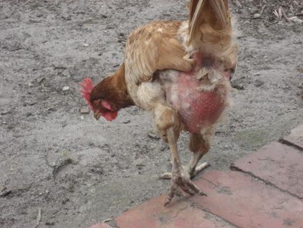 Chicken pâine și lupta cu ea preparate de la paraziți, de prevenire