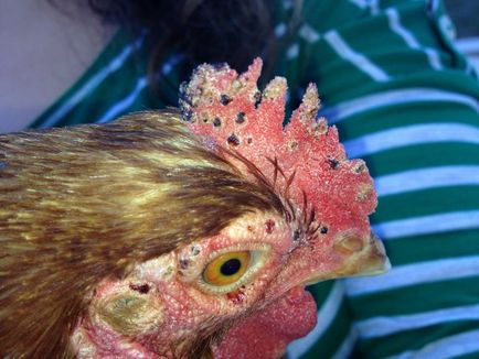 Пиле кърлеж, и колко е опасно за човека