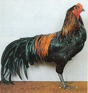 Csirke fajta Betta tüskéket (Szumátra), Betta fajta kakas tüskéket (Szumátra), csirkék