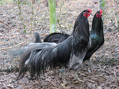 Puiul rasei de luptă Sumatran (sumatra), cucul rasei de luptă Sumatran (sumatra), puii de găină