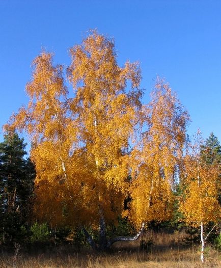 Stațiunea Borovoye