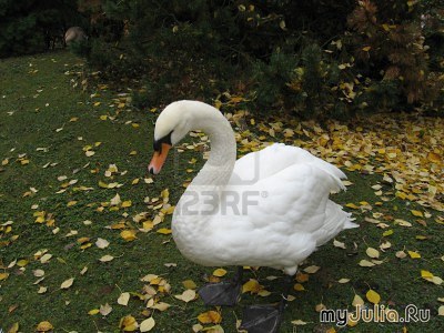 Swan cruelty este diferită - rețeaua socială a femeilor