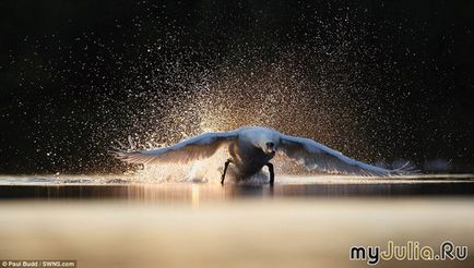 Лебедина жорстокість різний - жіноча соціальна мережа