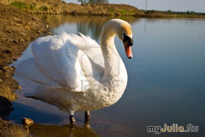 Swan cruelty este diferită - rețeaua socială a femeilor