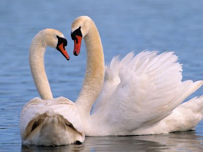 Swan szatén szalagok technológia kanzasi mesterkurzus
